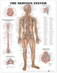 Nervous System