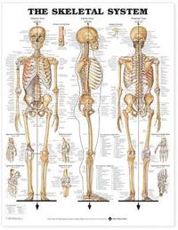 Skeletal System ()