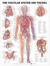 Vascualr System And Viscera ()