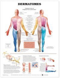 Dermatomes