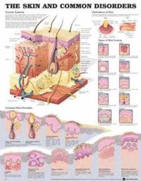 Skin And Common Disorders ()