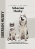 Siberian Husky - A Comprehensive Guide to Owning and Caring for Your Dog