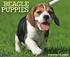 Just Beagle Puppies 18-Month Calendar