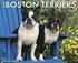 Just Boston Terriers 18-Month Calendar