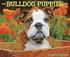 Just Bulldog Puppies 18-Month Calendar