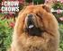 Just Chow Chows 18-Month Calendar