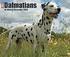 Just Dalmatians 18-Month Calendar