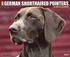 Just German Shorthaired Pointers 18-Month Calendar