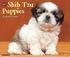 Shih Tzu Puppies Calendar