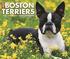 Just Boston Terriers Daily Calendar