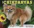 Just Chihuahuas Daily Calendar