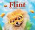 Adventures with Flint the Fabulous Pomeranian