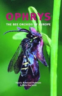 Ophrys (h�ftad)