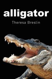 Alligator (h�ftad)