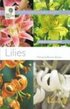 Lilies