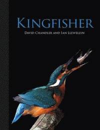 Kingfisher (inbunden)