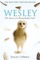 Wesley (h�ftad)