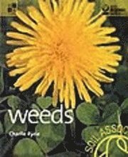 Weeds