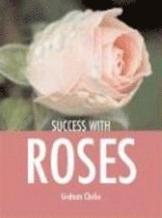 Roses (h�ftad)