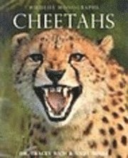 Cheetahs (h�ftad)