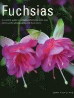 Fuchsias (inbunden)
