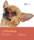 Chihuahua - Chihuahua - Dog Expert