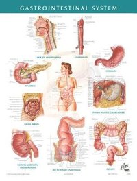 Gastrointestinal System Chart (h�ftad)