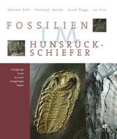 Fossilien im Hunsr�ck Schiefer (inbunden)