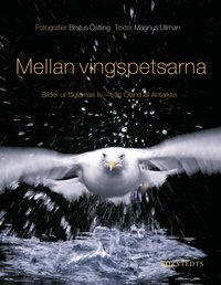 Mellan vingspetsarna : bilder ur f�glarnas liv - fr�n �land till Antarktis (h�ftad)