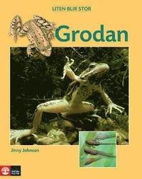 Liten blir stor Grodan (inbunden)