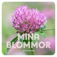 Mina blommor (kartonnage)