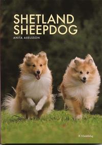 Shetland sheepdog