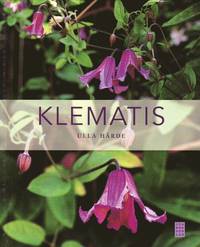 Klematis