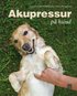 Akupressur p� hund