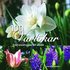 100 v�rl�kar : fr�n sn�droppar till allium
