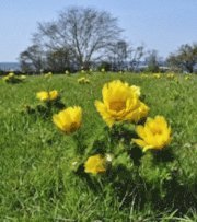 �land : blomstervandringar (inbunden)