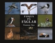 Fokus p� F�GLAR (inbunden)