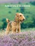 Airedaleterrier : en hänförande resa tillsammans med hundar och deras ägare
