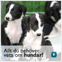 Allt du behöver veta om hundar