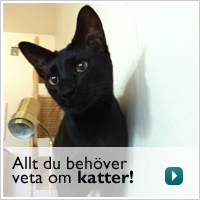 Allt du behöver veta om katter