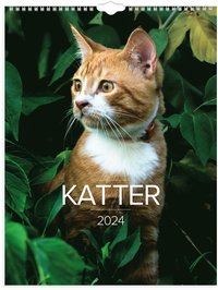 Väggkalender 2024 Stora Kattkalendern (väggkalender)