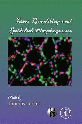 Tissue Remodeling and Epithelial Morphogenesis (häftad)
