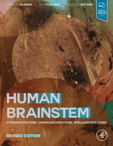 Human Brainstem (häftad)