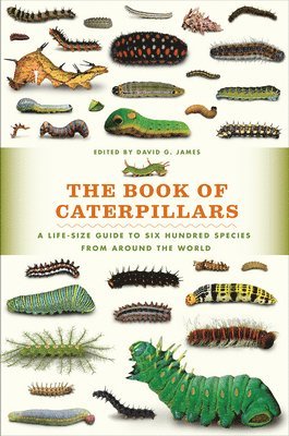 Book Of Caterpillars (inbunden)