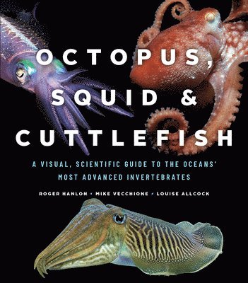 Octopus, Squid, and Cuttlefish (häftad)