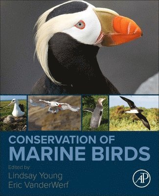 Conservation of Marine Birds (häftad)