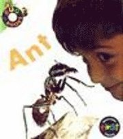 Ant (hftad)