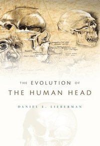 The Evolution of the Human Head (inbunden)