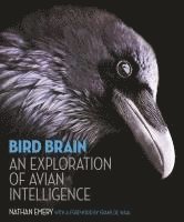 Bird Brain (inbunden)