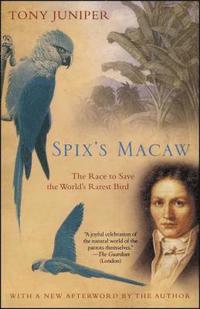 Spix's Macaw (hftad)
